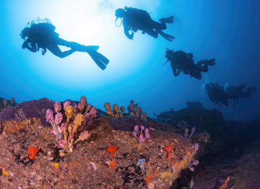 Scuba divers in water